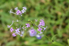 Neanotis montholonii